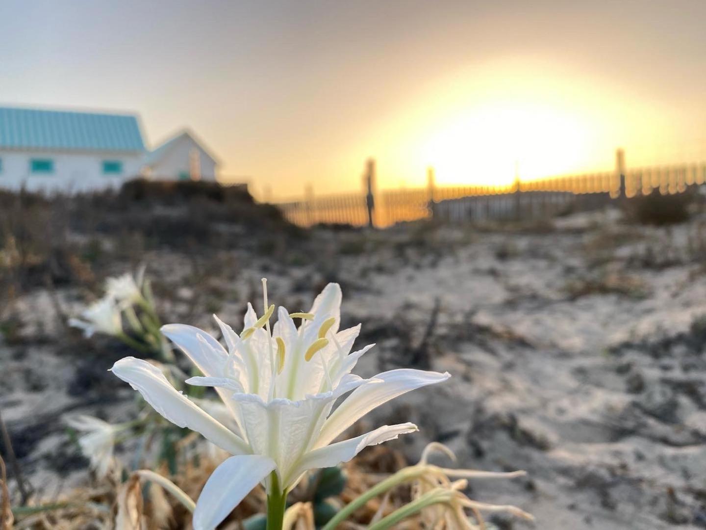 Atico Sonnenschein Daire Jerez de la Frontera Dış mekan fotoğraf